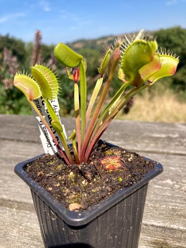 Venus fly trap - trap,, 25
