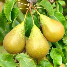 Conference pear fruit - conference, 4-5