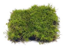 Live Carpet Moss for Terrarium Vivarium Kokedama Flat Moss Natural Forest Decor
