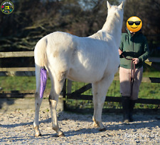 Equine Horse Pony Tail Bag Equestrian Tack Waterproof Braided resistant Protect