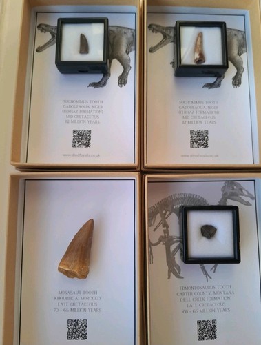 Boxed mosasaur tooth - boxed,