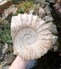 X Large Fossil Ammonite 5.6kg