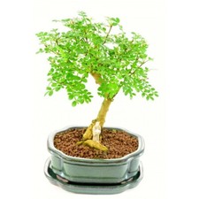 Moringa Bonsai Tree | Horseradish tree" | 30+ seeds | Same Day Dispatch
