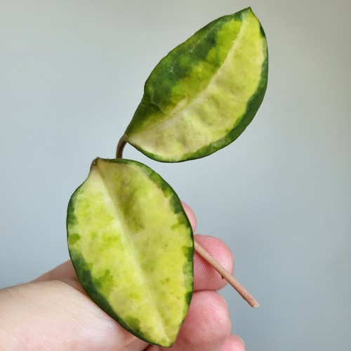 Very rare hoya elliptica - rare!,