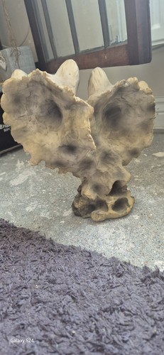 Double wolf head - double,