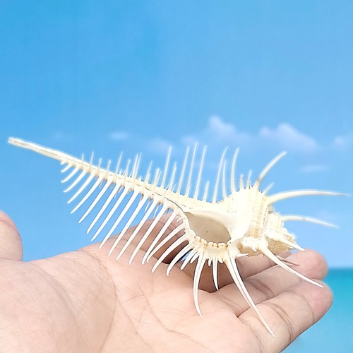Natural venus comb - comb, indian