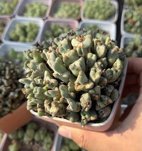 10cm conophytum schwantesii - 10cm,