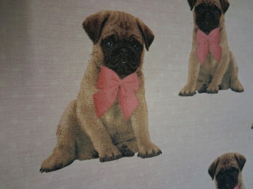 Pug dog double - dog,