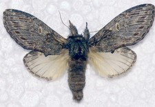 🦋 Great Prominent Moth