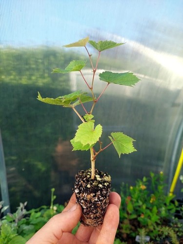 Grape vine black hamburgh - vine, 'black