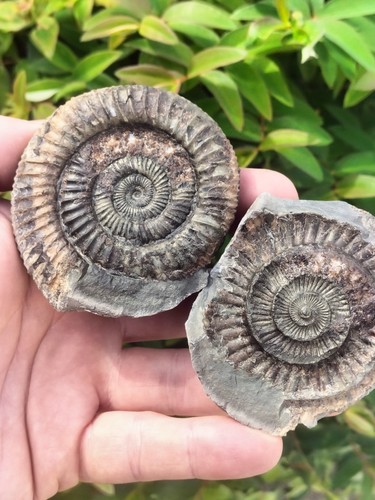 Dactylioceras pos neg - dactylioceras,