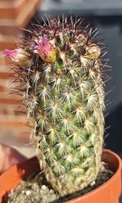 Mammillaria Microhelia -