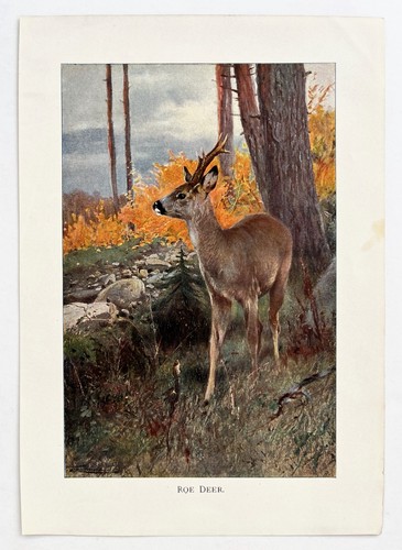 Roe deer 1916 - deer, antique