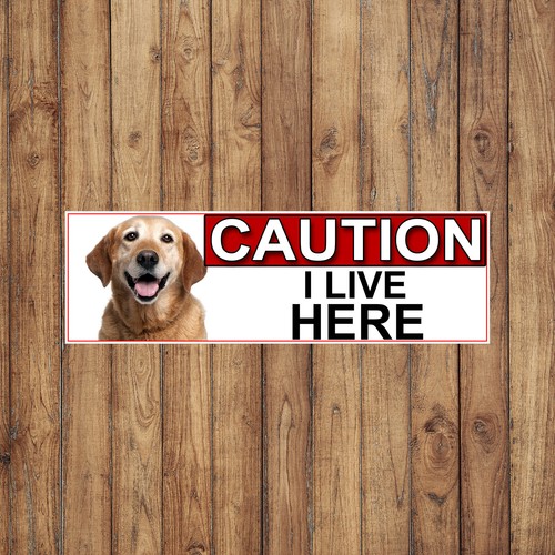 Yellow labrador caution - labrador, live