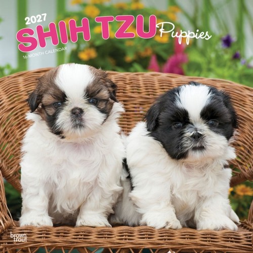 Browntrout shih tzu puppies - -,