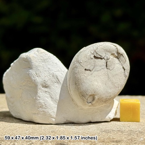 Fossil sea urchin conulus - sea, in
