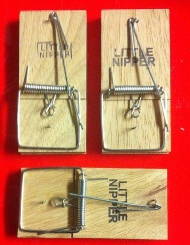 Mouse traps mice - mouse,