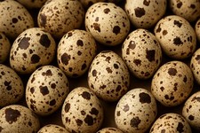 JUMBO COTURNIX QUAIL EGGS ! 24