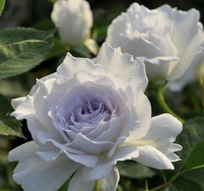 ROSE LUCIFER   BARE ROOT GARDEN ROSE,PERNNIAL PLANTS 