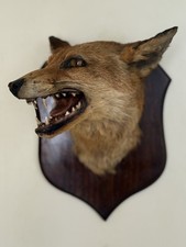 Taxidermy Fox Head