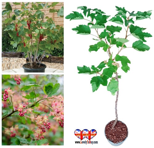 Red white currant plant in - red, /