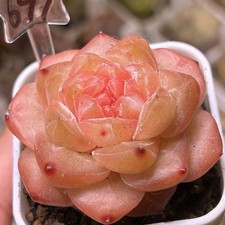Exact Plant, Echeveria Sugar