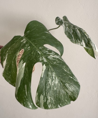 Monstera deliciosa albo - monstera,