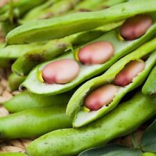 Broad Bean Pink Karmazyn 75gm approx 45-55 seeds - UK FREEPOST