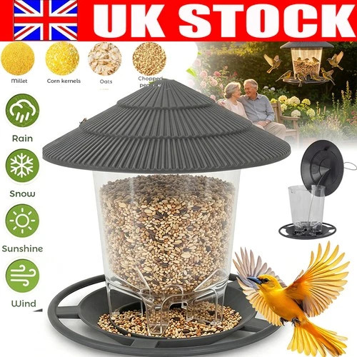 Grey wild bird feeding - bird,