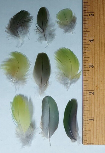 3 free green amazon - free,