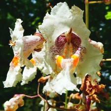 Catalpa Bignonioides - 25