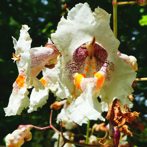 Catalpa bignonioides 25 - catalpa,