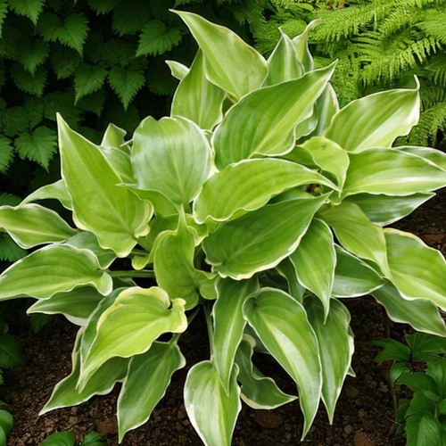 Hosta vulcan plant - pot,