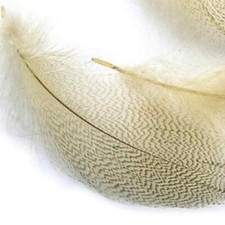 Mallard Duck Drake Grey Flank