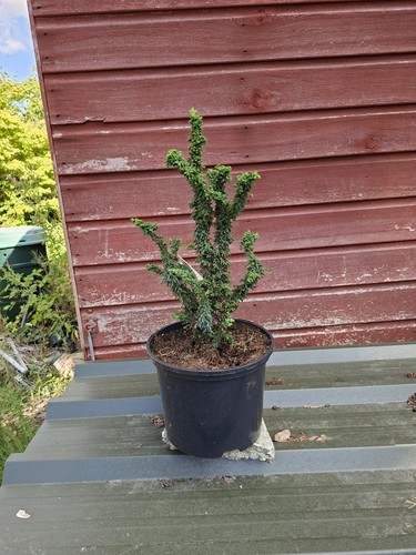 Chamaecyparis obtusa chirimen - chamaecyparis,
