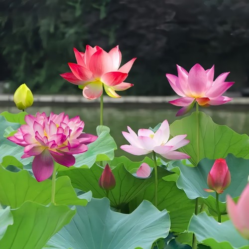 10pcs bowl lotus - seeds, premium