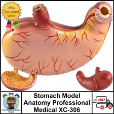 Stomach Model Anatomy Professional Medical XC-306 2 Parts Dismountable