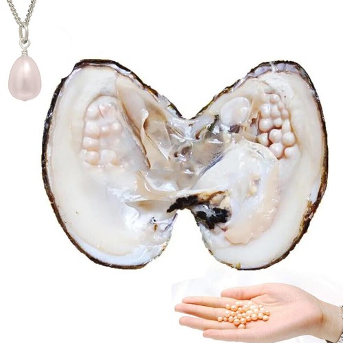Big oyster pearl freshwater - oyster,