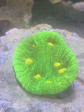Space Invader Chalice Coral Frag (Medium Plug)