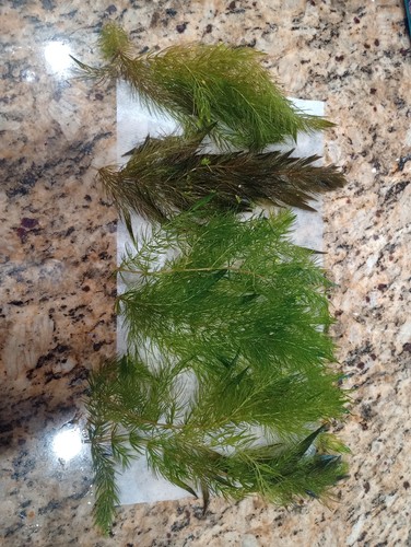 Hornwort aquatic plant - aquatic, –