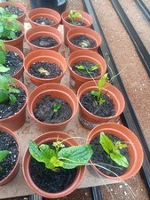 ORGANIC UGU PLANTS. READY TO