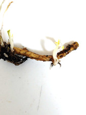 Live Horseradish root –