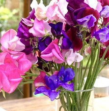 15x sweet pea - sweet,