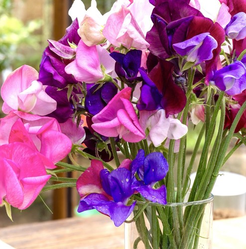 15x sweet pea bijou dwarf - sweet, mix