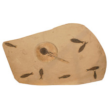 fish fossils heliobatis