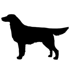 Flat coated Retriever dog car