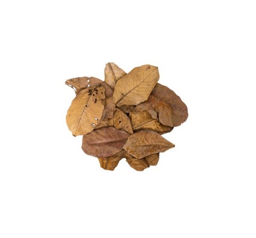 X10 premium indian almond - indian,