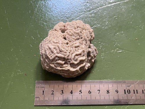 Vintage natural brain coral - natural,