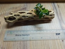 Anubias nana petite cholla - on,