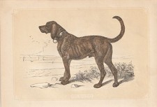 Mastiff Dog Breeds Dogs